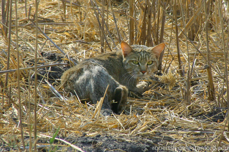 african wild cat